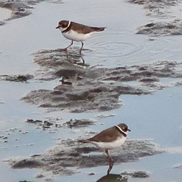 Semipalmated Plovers